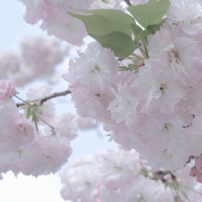 Furry插画光影解析干货FurryQQ群